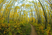 Photo of aspens in the fall on the Colorado trail.